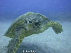 Hawsksbill Turtle of the coast of Jupiter Florida
 by Ron Rico 